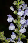 Heartleaf skullcap